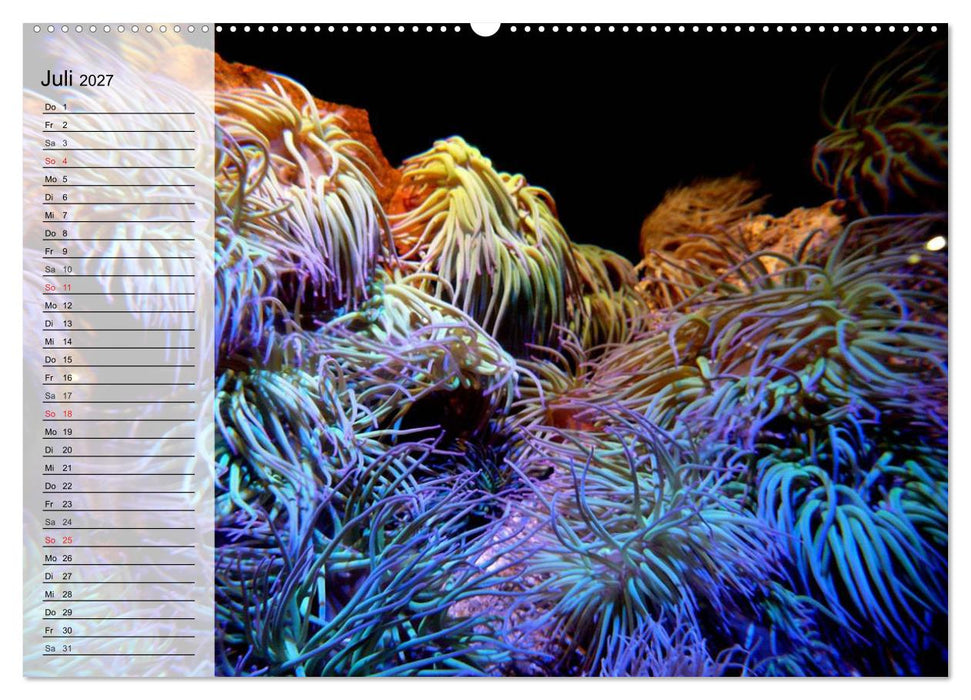 Paradiese im ewigen Blau. Die bunte Unterwasserwelt (CALVENDO Premium Wandkalender 2027)