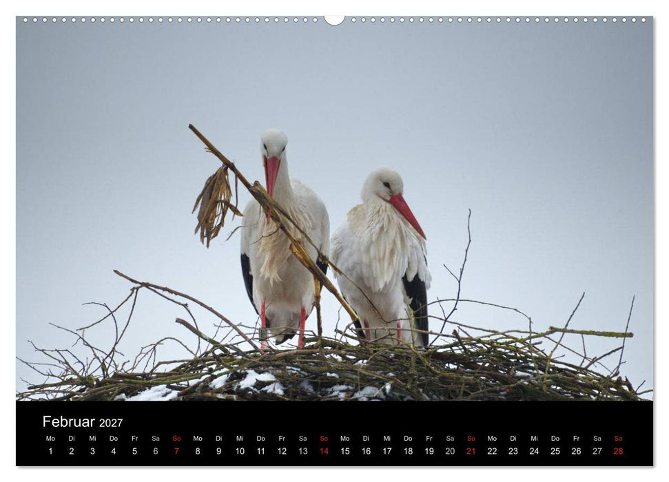 Ein Jahr bei den Störchen (CALVENDO Wandkalender 2027)