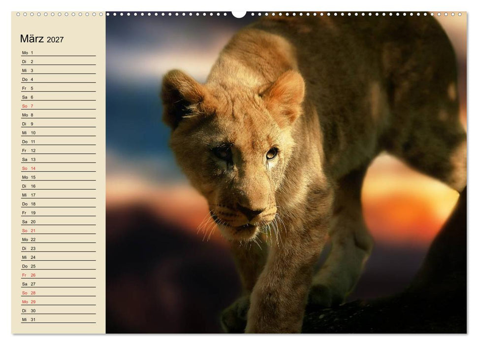 Löwen in freier Wildbahn (CALVENDO Premium Wandkalender 2027)