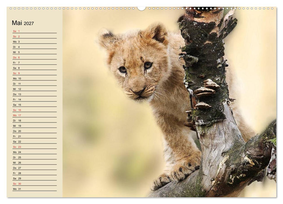 Löwen in freier Wildbahn (CALVENDO Premium Wandkalender 2027)