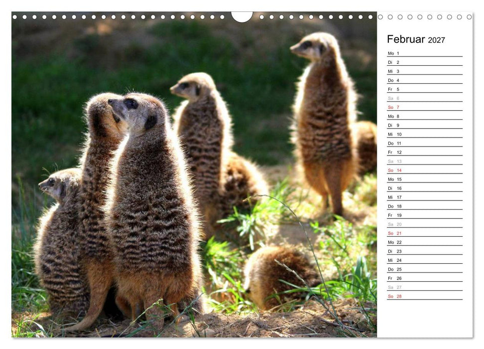 Erdmännchen - Die Kobolde im Tierreich (CALVENDO Wandkalender 2027)
