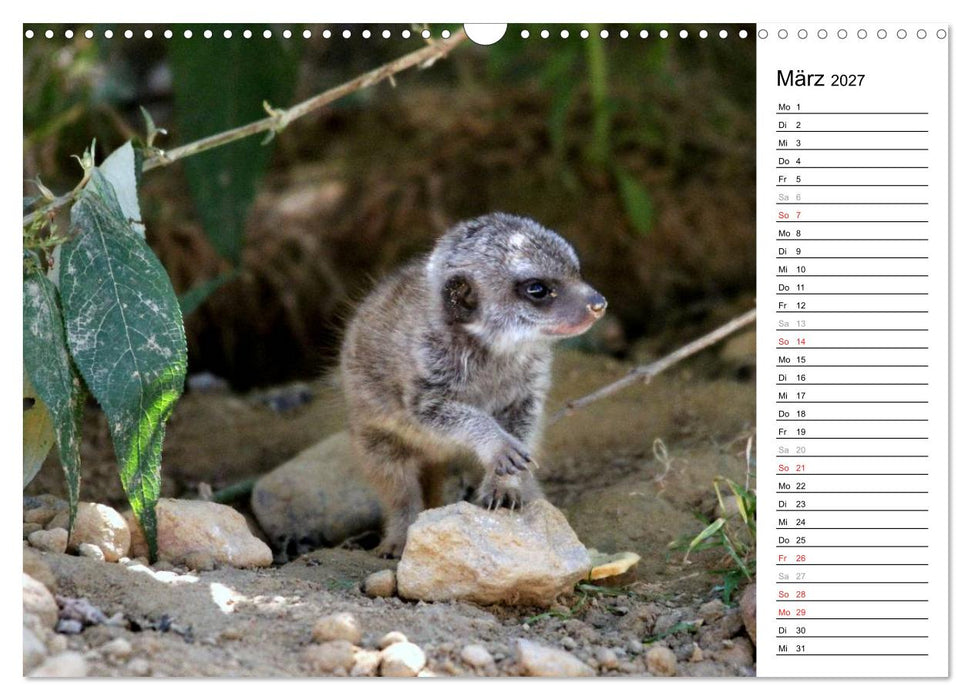 Erdmännchen - Die Kobolde im Tierreich (CALVENDO Wandkalender 2027)