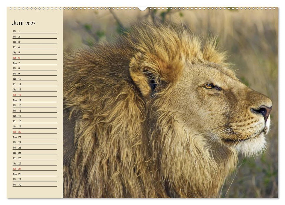 Löwen in freier Wildbahn (CALVENDO Wandkalender 2027)