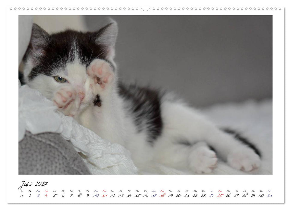 Die Launen der Katzen 2027 (CALVENDO Premium Wandkalender 2027)
