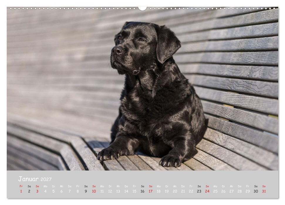 Liebenswerter Labrador 2027 (CALVENDO Wandkalender 2027)