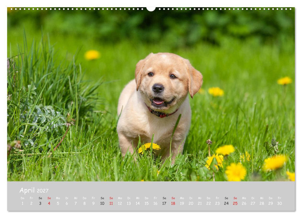 Liebenswerter Labrador 2027 (CALVENDO Wandkalender 2027)