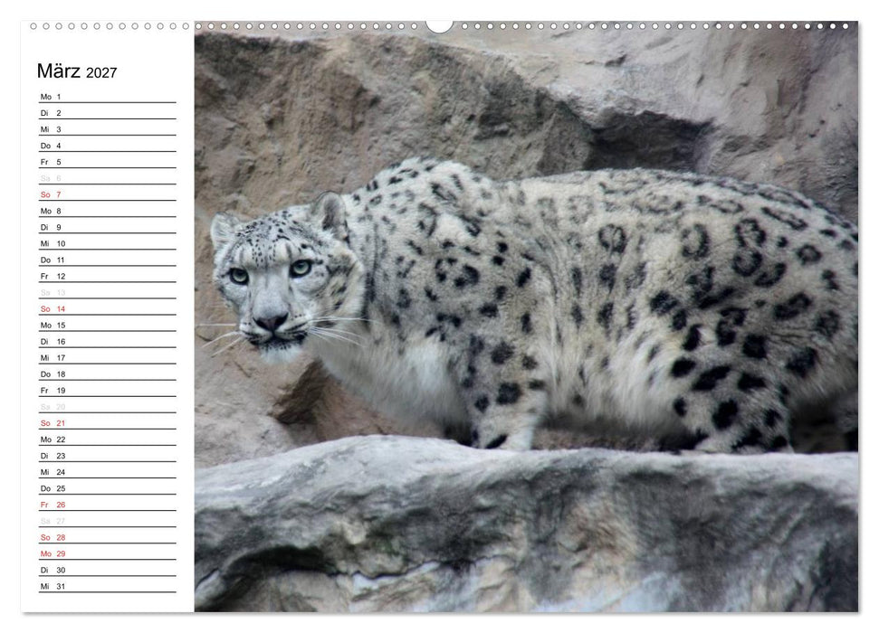 Der Schneeleopard (CALVENDO Premium Wandkalender 2027)