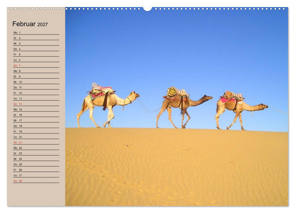 Kamele. Dromedar und Trampeltier (CALVENDO Premium Wandkalender 2027)
