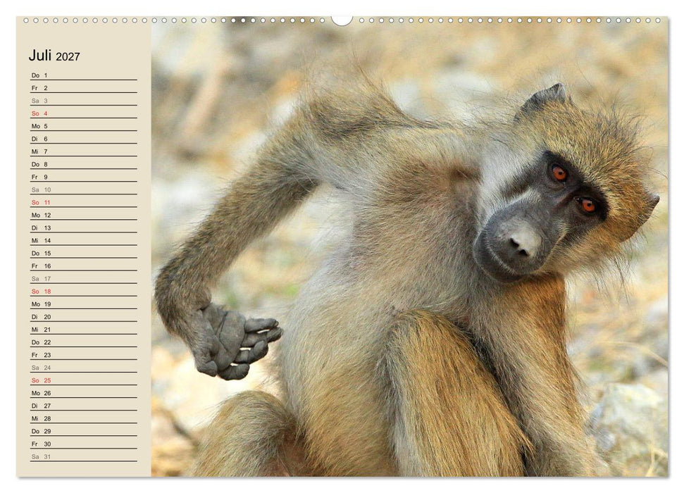 Affen in Afrika (CALVENDO Premium Wandkalender 2027)