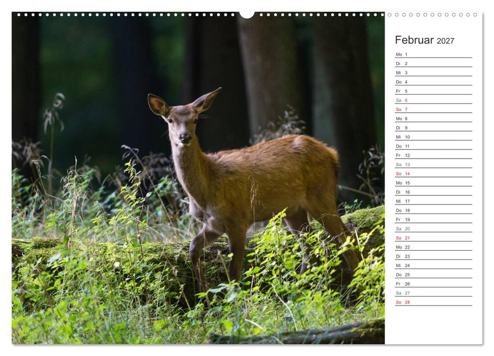 Emotionale Momente: Hirschbrunft. Part II. (CALVENDO Wandkalender 2027)