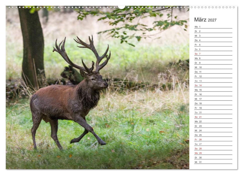 Emotionale Momente: Hirschbrunft. Part II. (CALVENDO Wandkalender 2027)
