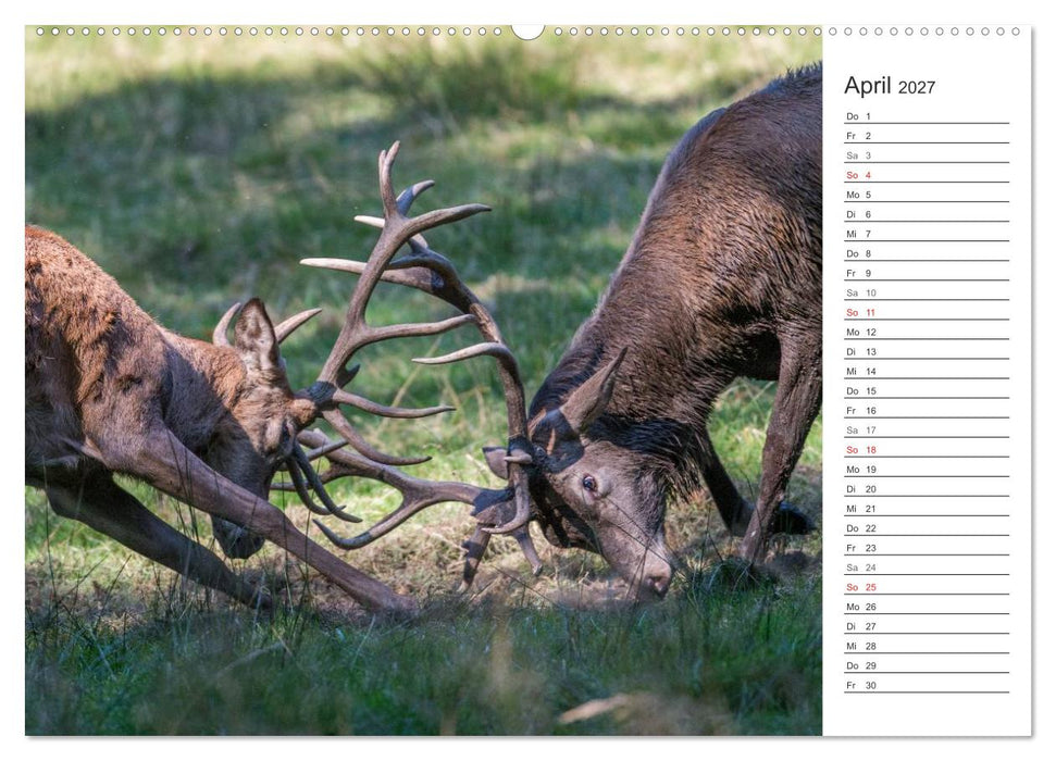 Emotionale Momente: Hirschbrunft. Part II. (CALVENDO Wandkalender 2027)