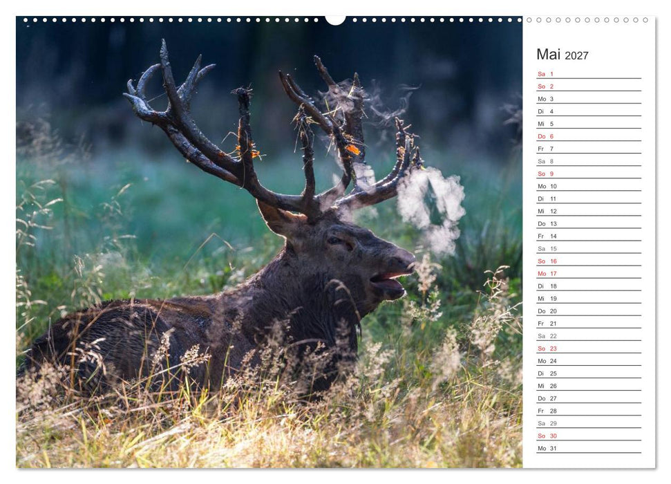 Emotionale Momente: Hirschbrunft. Part II. (CALVENDO Wandkalender 2027)