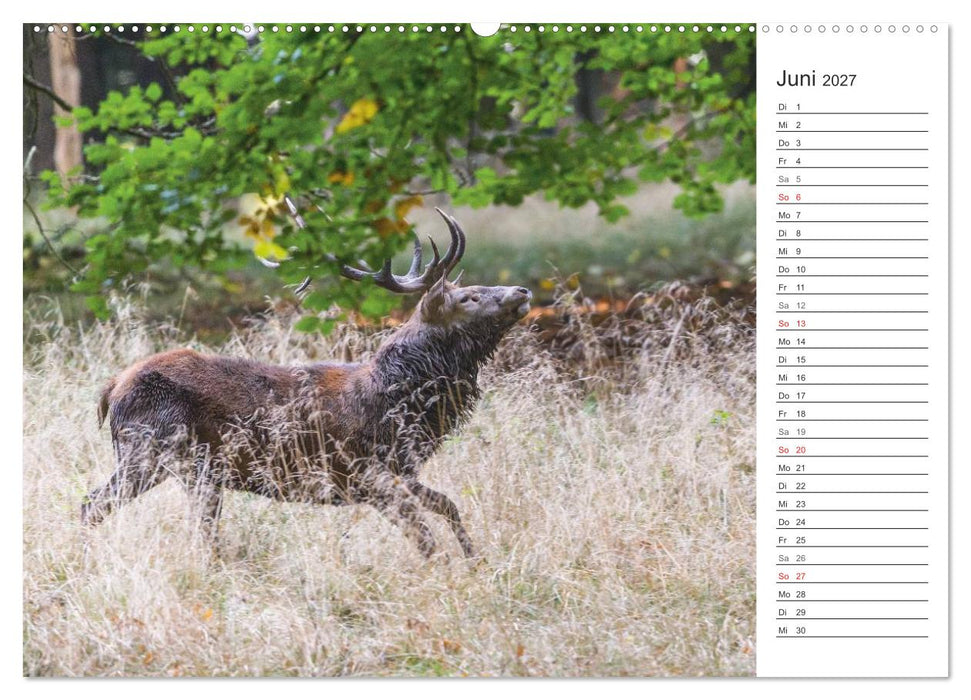 Emotionale Momente: Hirschbrunft. Part II. (CALVENDO Wandkalender 2027)