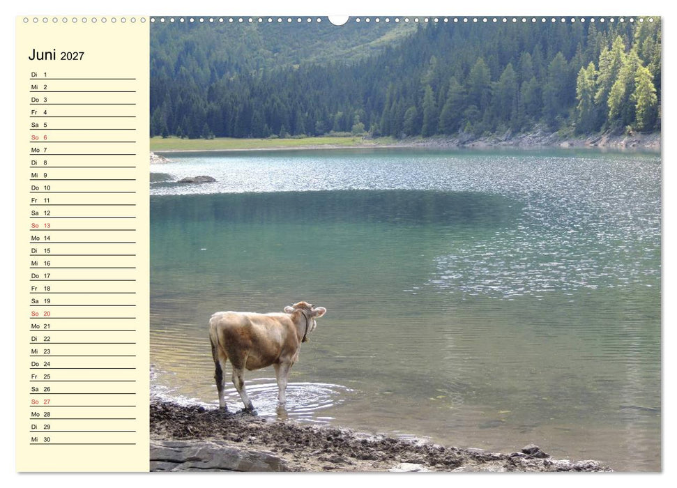 Glückliche Kühe auf saftigen Wiesen (CALVENDO Wandkalender 2027)