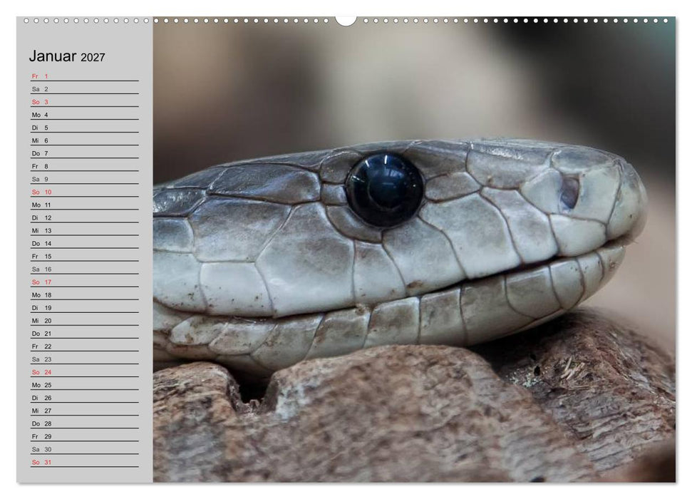 Kaltes Blut. Faszination Reptilien (CALVENDO Wandkalender 2027)
