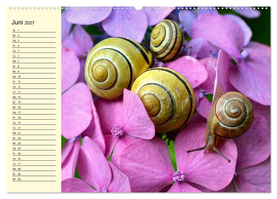 Schnecken. Witzige Schleimer (CALVENDO Premium Wandkalender 2027)