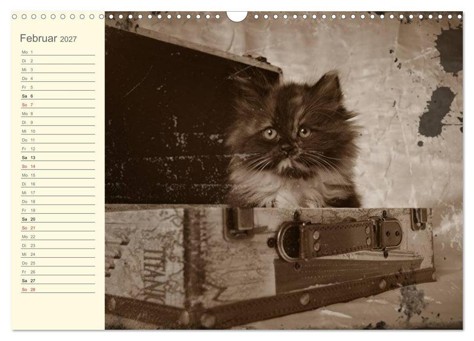 Oma's Katzenkalender 2027 (CALVENDO Wandkalender 2027)
