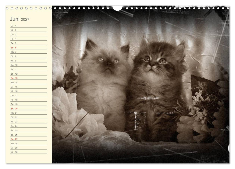 Oma's Katzenkalender 2027 (CALVENDO Wandkalender 2027)