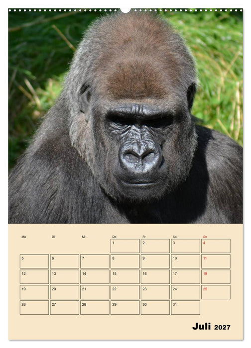 Gorillas (CALVENDO Premium Wandkalender 2027)