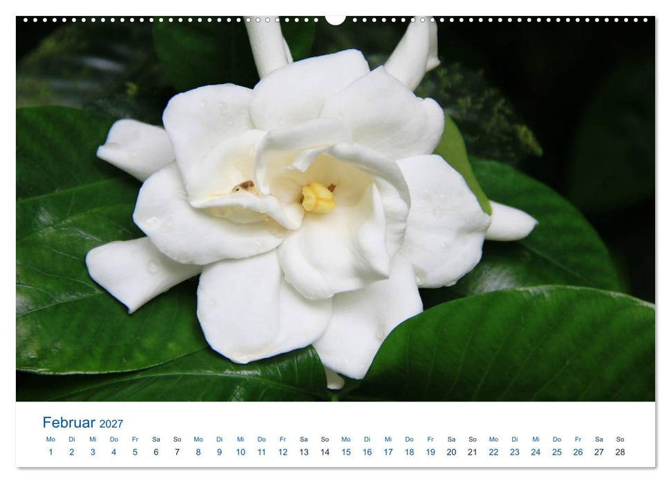 Südsee-Insel Mo'orea (CALVENDO Premium Wandkalender 2027)