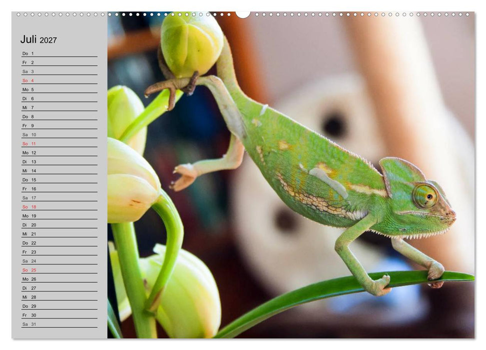 Kaltes Blut. Faszination Reptilien (CALVENDO Premium Wandkalender 2027)