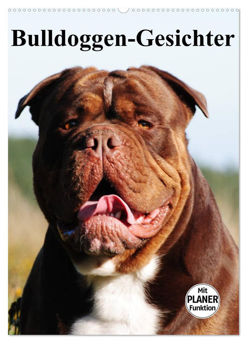 Bulldoggen-Gesichter (CALVENDO Wandkalender 2027)