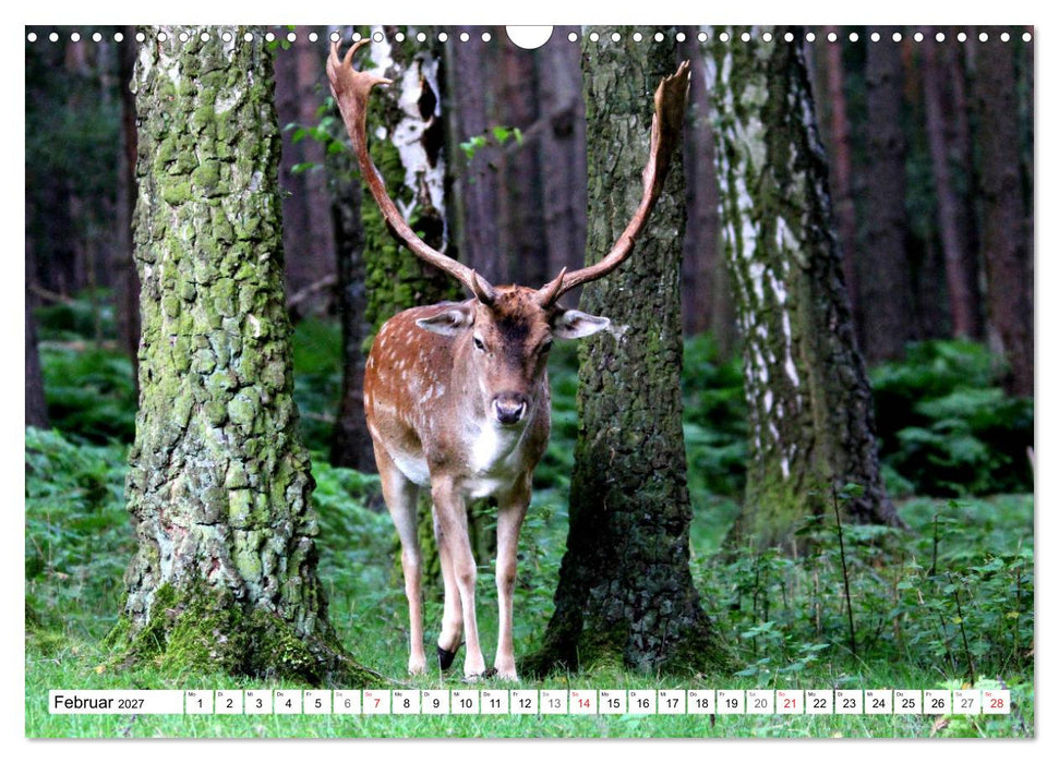 Der Damhirsch - Der Schaufelträger des Waldes (CALVENDO Wandkalender 2027)