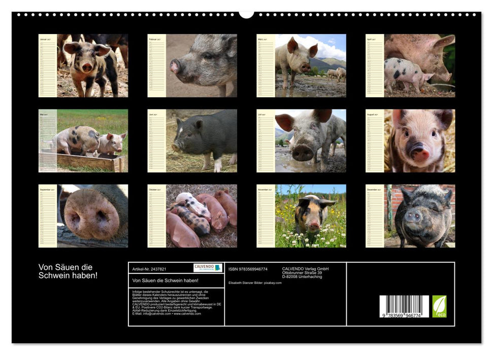 Von Säuen die Schwein haben! (CALVENDO Premium Wandkalender 2027)