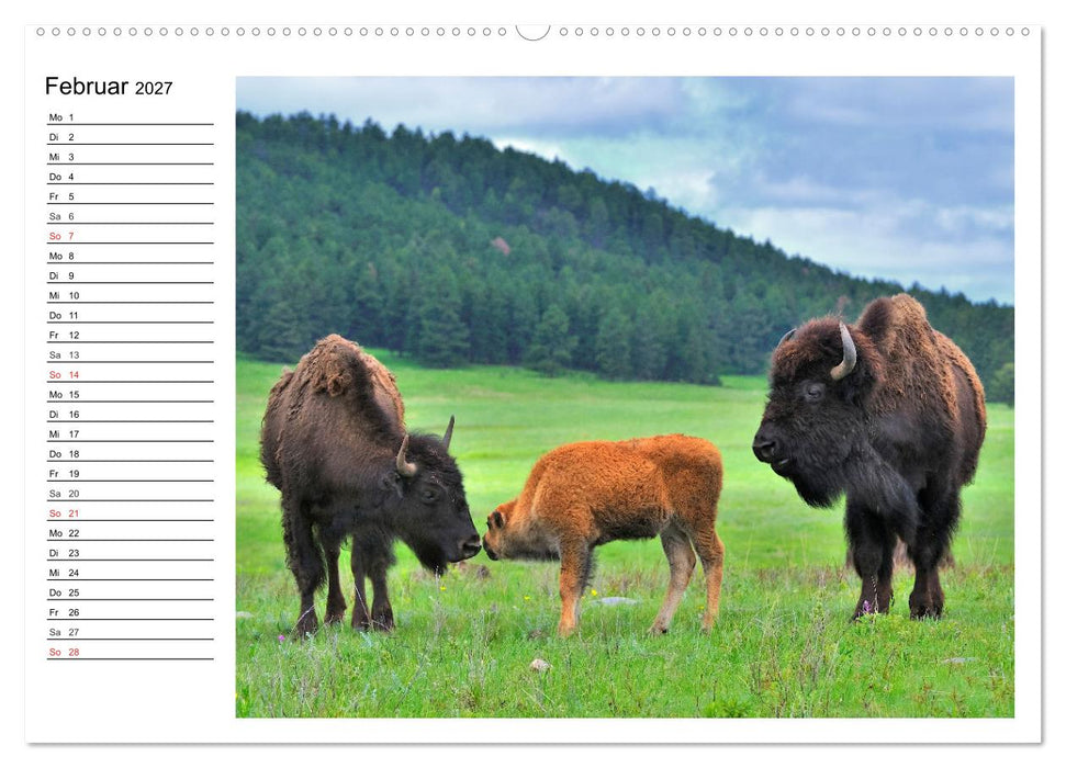 Der nordamerikanische Bison (CALVENDO Wandkalender 2027)