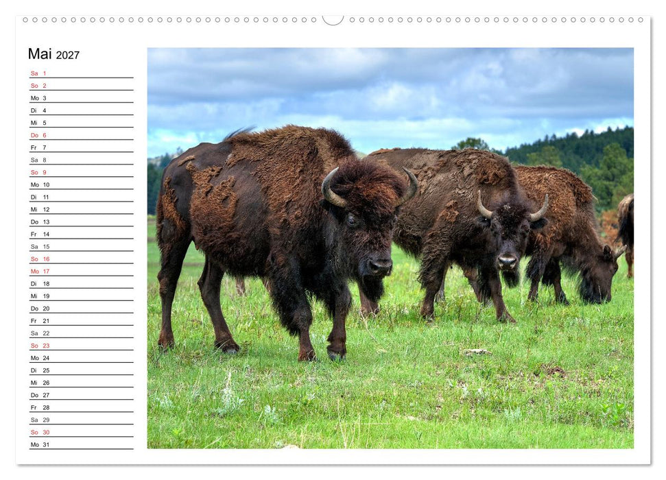 Der nordamerikanische Bison (CALVENDO Wandkalender 2027)