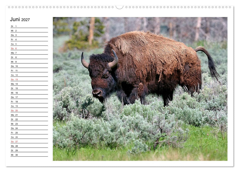 Der nordamerikanische Bison (CALVENDO Wandkalender 2027)