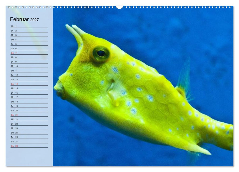 Paradiese im ewigen Blau. Die bunte Unterwasserwelt (CALVENDO Wandkalender 2027)
