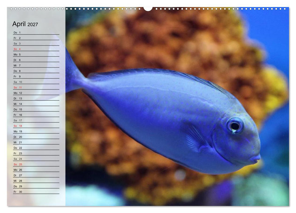 Paradiese im ewigen Blau. Die bunte Unterwasserwelt (CALVENDO Wandkalender 2027)