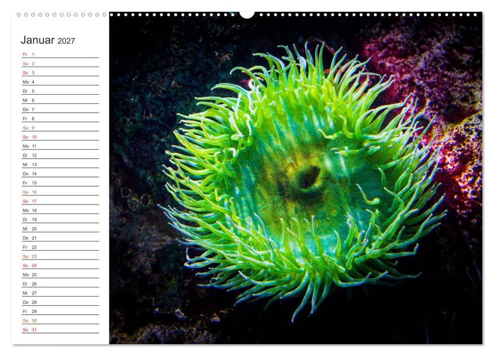 Die Farben der Ozeanwelt (CALVENDO Wandkalender 2027)