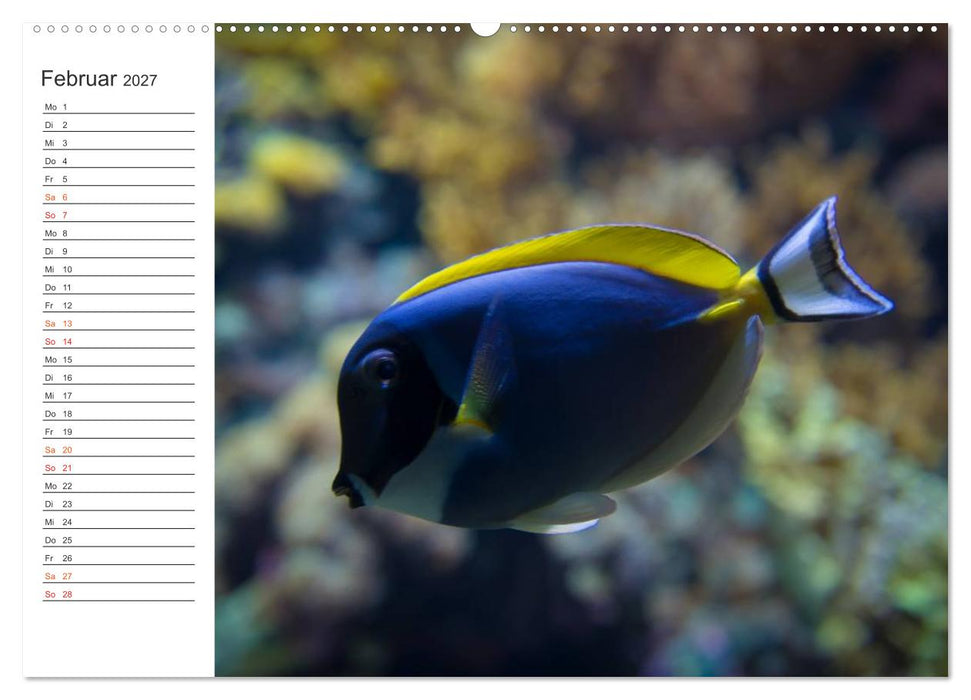 Die Farben der Ozeanwelt (CALVENDO Wandkalender 2027)