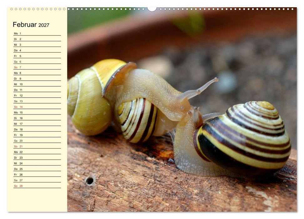 Schnecken. Witzige Schleimer (CALVENDO Wandkalender 2027)