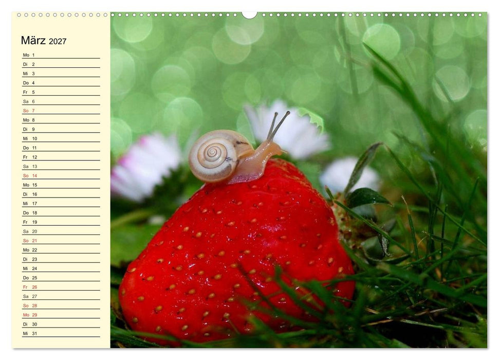 Schnecken. Witzige Schleimer (CALVENDO Wandkalender 2027)