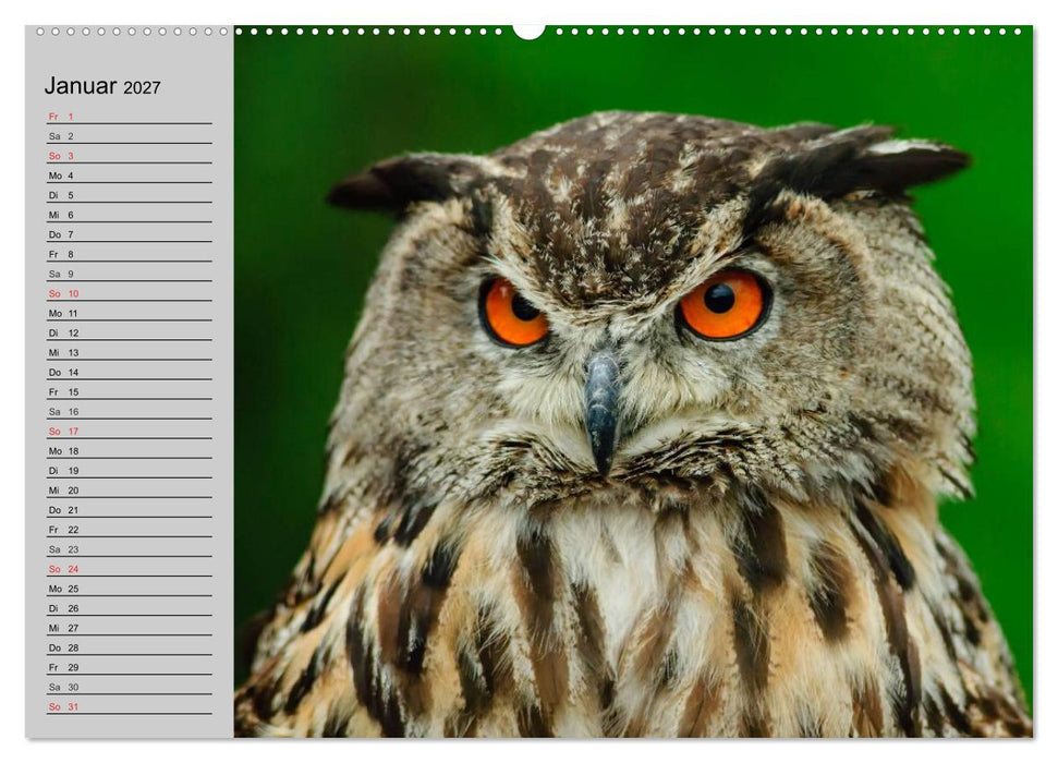 Eulen. Gefiederte Weisheit (CALVENDO Wandkalender 2027)