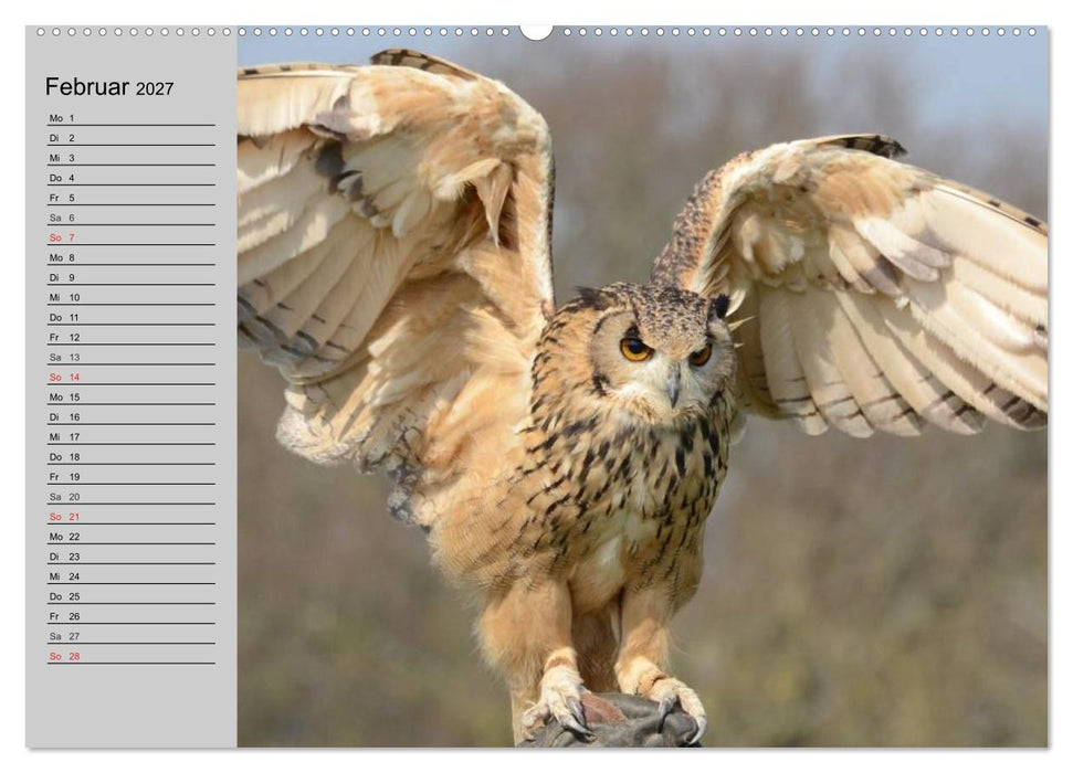Eulen. Gefiederte Weisheit (CALVENDO Wandkalender 2027)