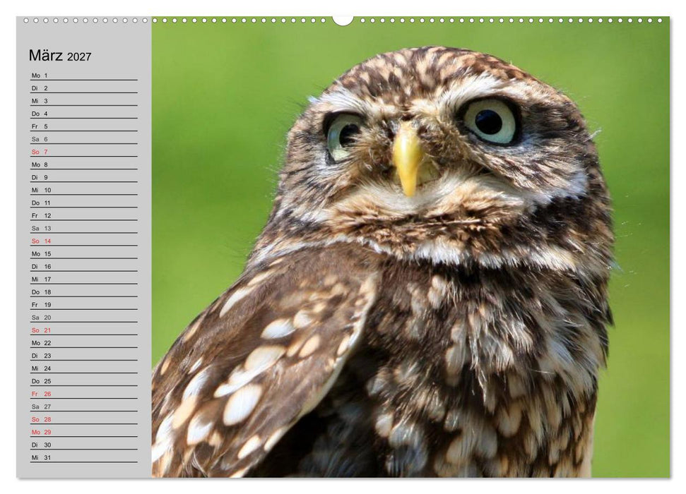 Eulen. Gefiederte Weisheit (CALVENDO Wandkalender 2027)