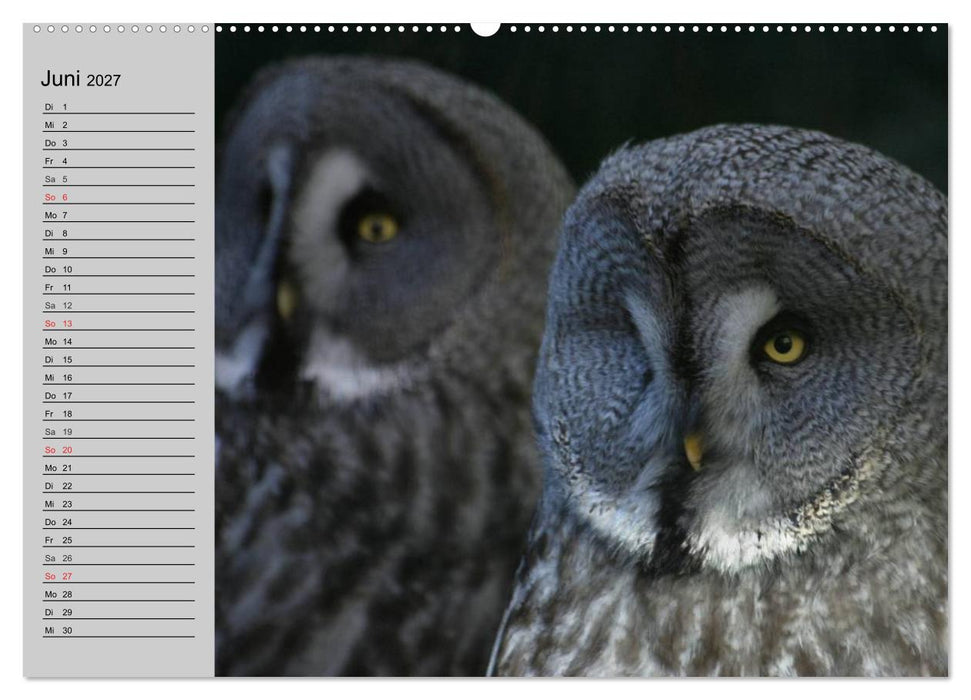 Eulen. Gefiederte Weisheit (CALVENDO Wandkalender 2027)
