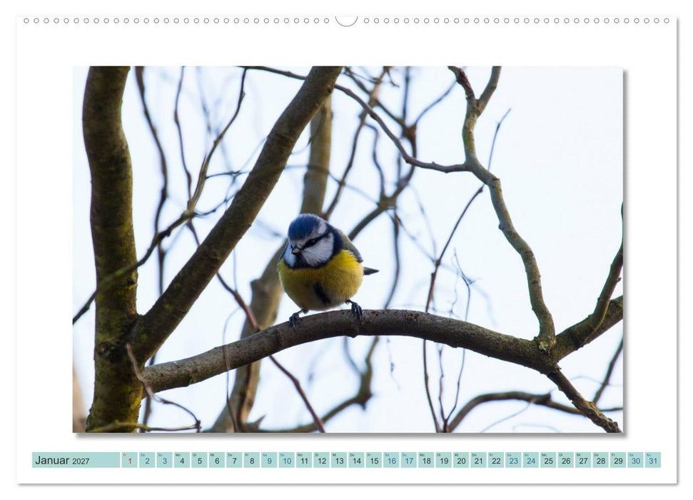 Augenblicke im Müritz Nationalpark (CALVENDO Wandkalender 2027)