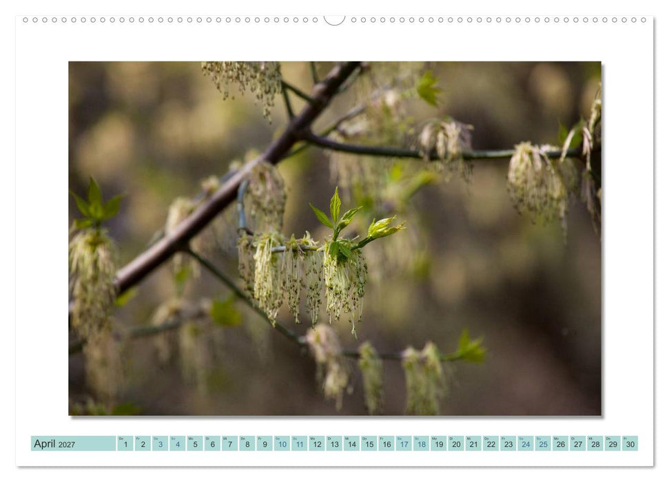 Augenblicke im Müritz Nationalpark (CALVENDO Wandkalender 2027)
