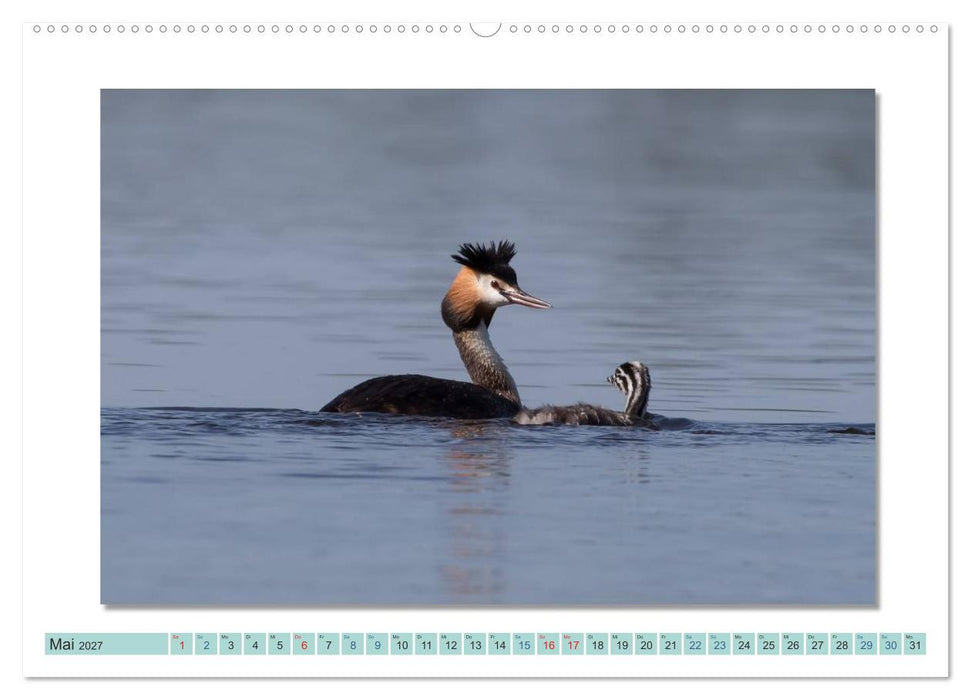 Augenblicke im Müritz Nationalpark (CALVENDO Wandkalender 2027)