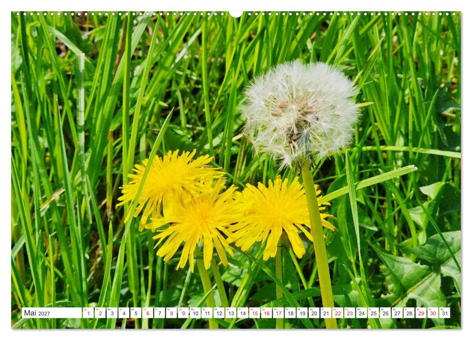 Gute Laune - Löwenzahn (CALVENDO Wandkalender 2027)