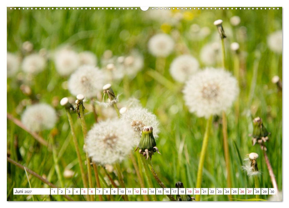 Gute Laune - Löwenzahn (CALVENDO Wandkalender 2027)