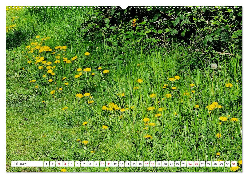 Gute Laune - Löwenzahn (CALVENDO Premium Wandkalender 2027)