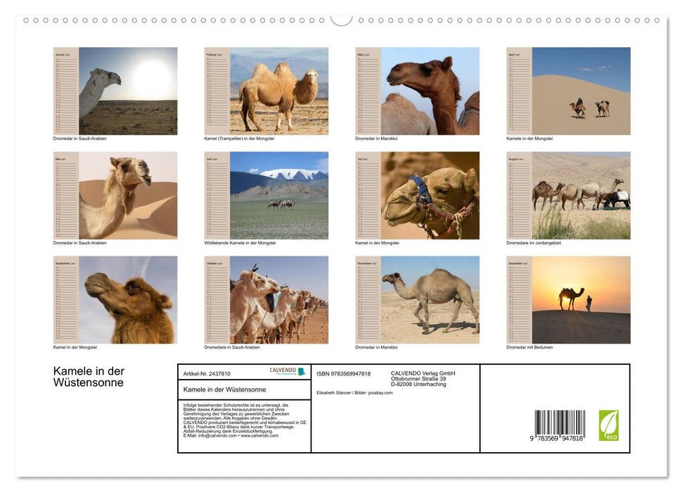 Kamele in der Wüstensonne (CALVENDO Premium Wandkalender 2027)