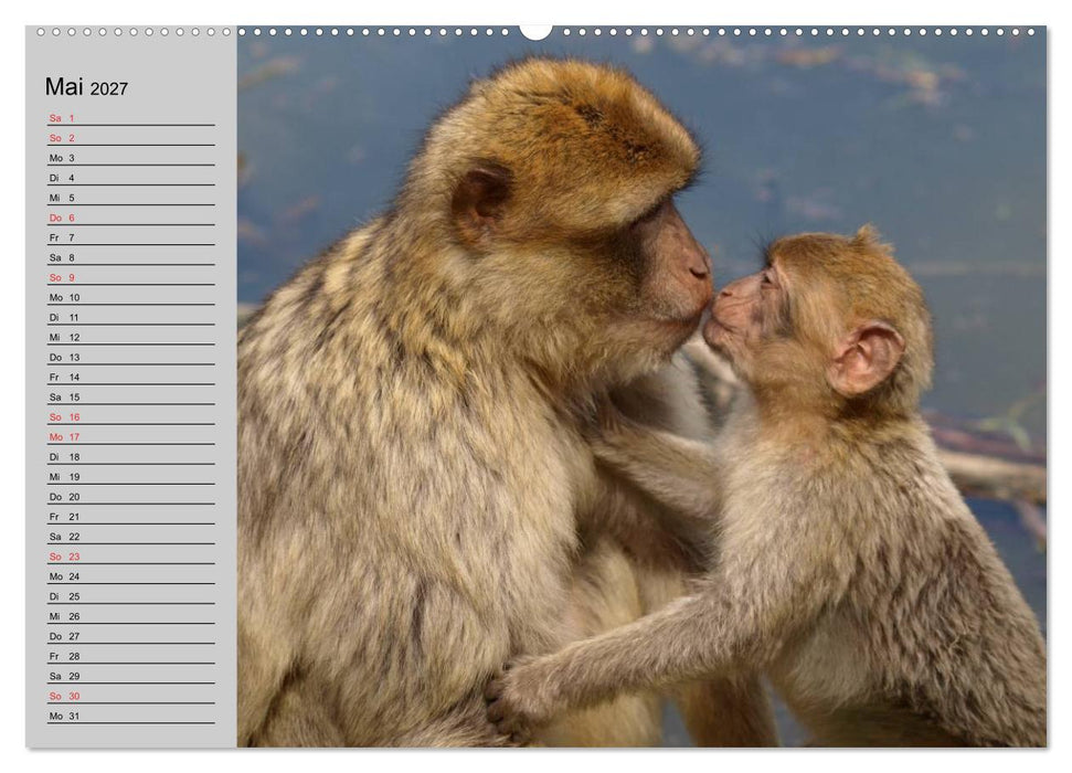 Faszination Affen. Kobolde zum Verlieben (CALVENDO Premium Wandkalender 2027)